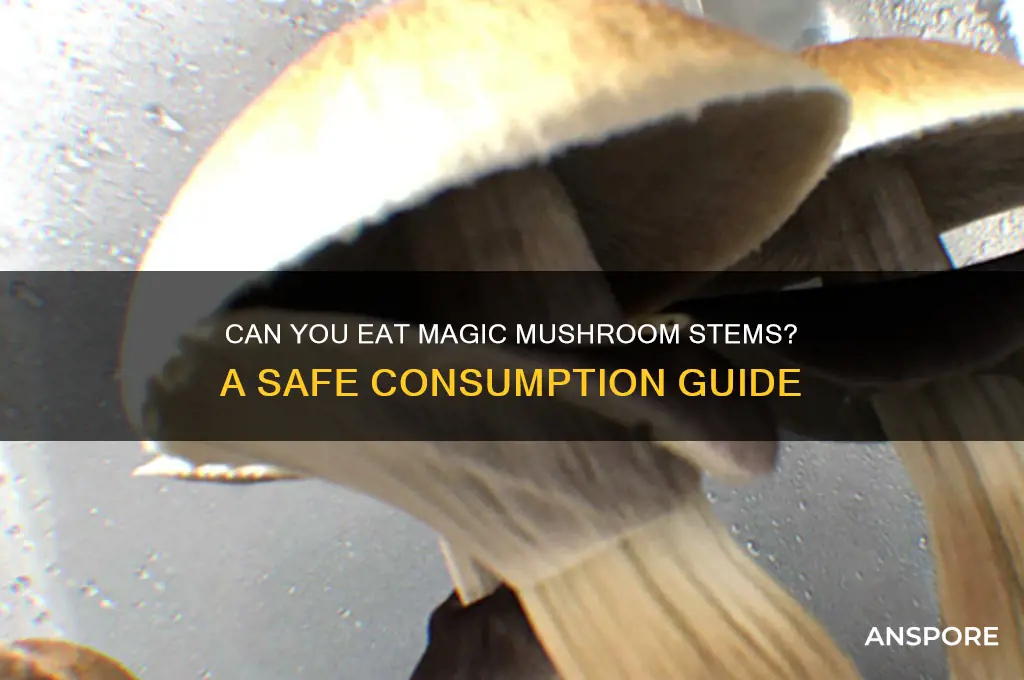 can you eat magic mushroom stems