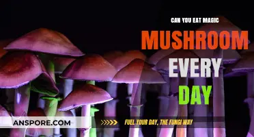 Daily Magic Mushroom Use: Risks, Benefits, and Long-Term Effects Explained