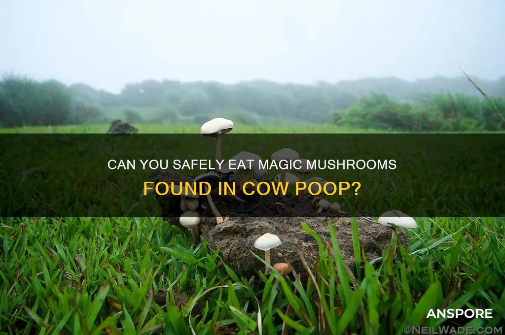can you eat magic mushrooms that are in cow poop