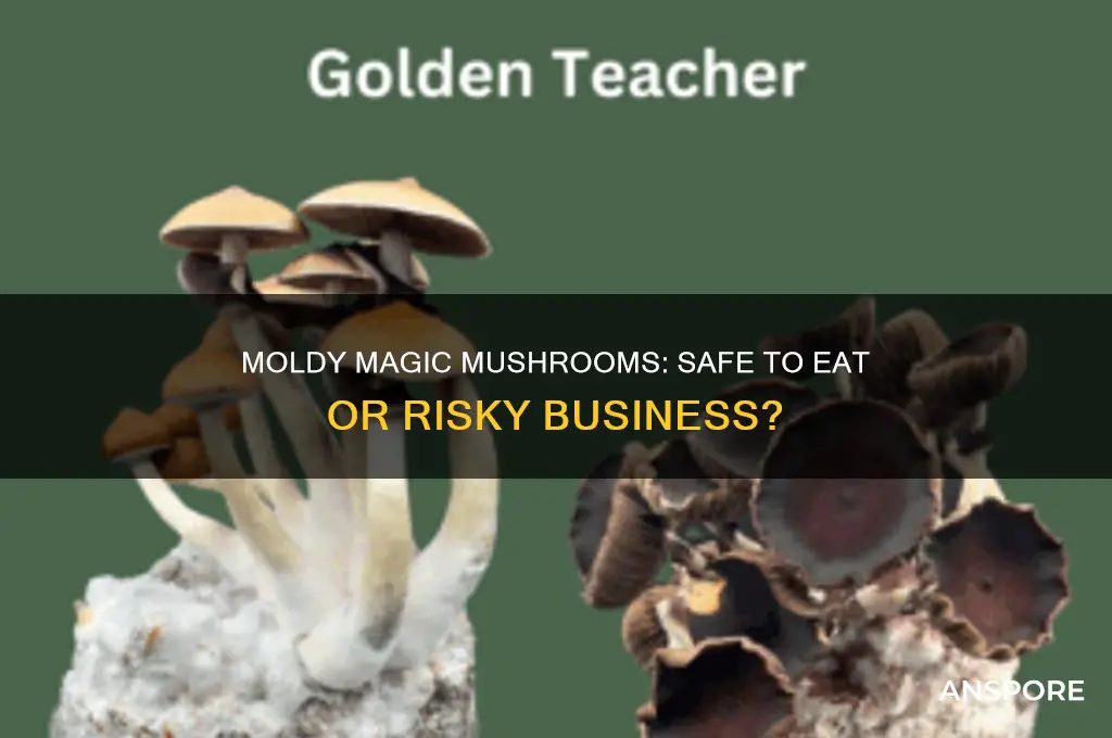 can you eat magic mushrooms with a little mold