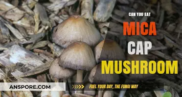 Are Mica Cap Mushrooms Edible? A Guide to Safe Foraging