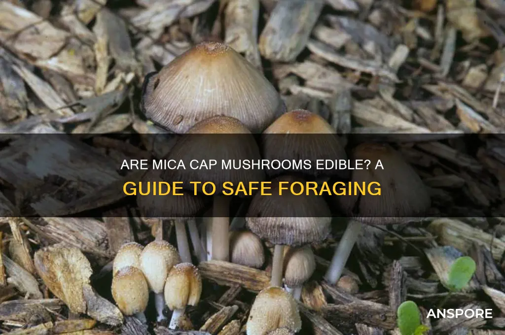 can you eat mica cap mushrooms