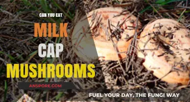 Can You Eat Milk Cap Mushrooms? A Tasty Guide