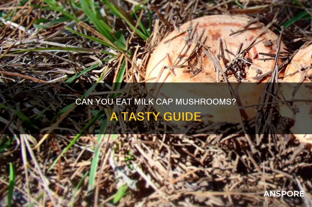 can you eat milk cap mushrooms
