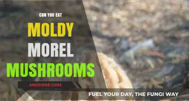 Eating Moldy Morel Mushrooms: Risks, Safety, and Expert Advice