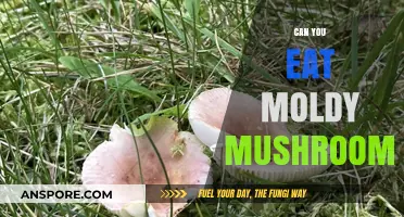 Can You Eat Moldy Mushrooms? Risks and Safety Tips
