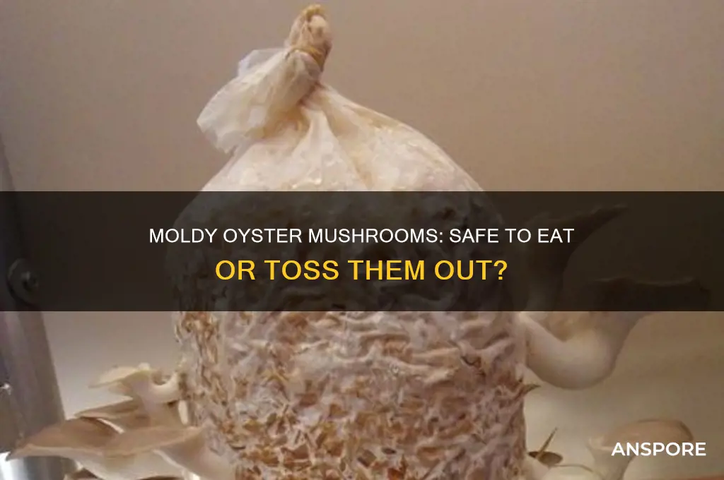 can you eat moldy oyster mushrooms