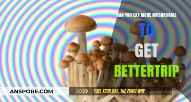 Enhance Your Trip: The Role of Mushrooms in Psychedelic Experiences