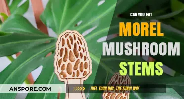 Can You Eat Morel Mushroom Stems? A Tasty Guide