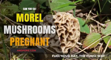 Pregnancy and Morel Mushrooms: Safe to Eat or Risky Choice?