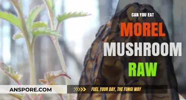 Can You Eat Morel Mushrooms Raw? Safety Tips and Risks