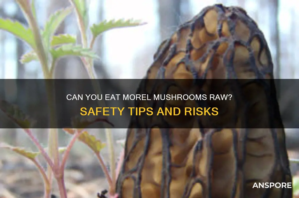 can you eat morel mushrooms raw