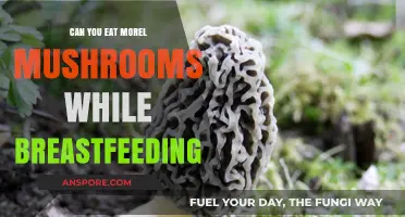 Breastfeeding and Morel Mushrooms: Safe to Eat or Best Avoided?