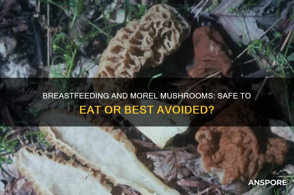 can you eat morel mushrooms while breastfeeding