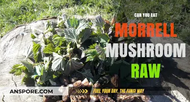 Can You Eat Morrell Mushrooms Raw? Risks and Safety Tips