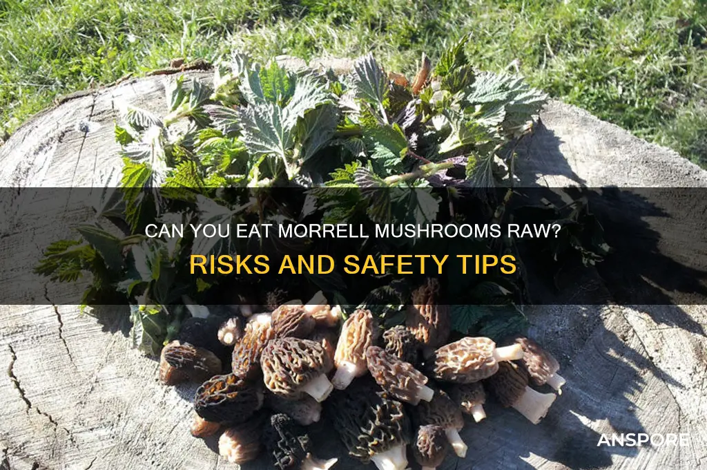 can you eat morrell mushrooms raw