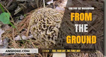 Can You Safely Eat Mushrooms Found Growing in the Ground?