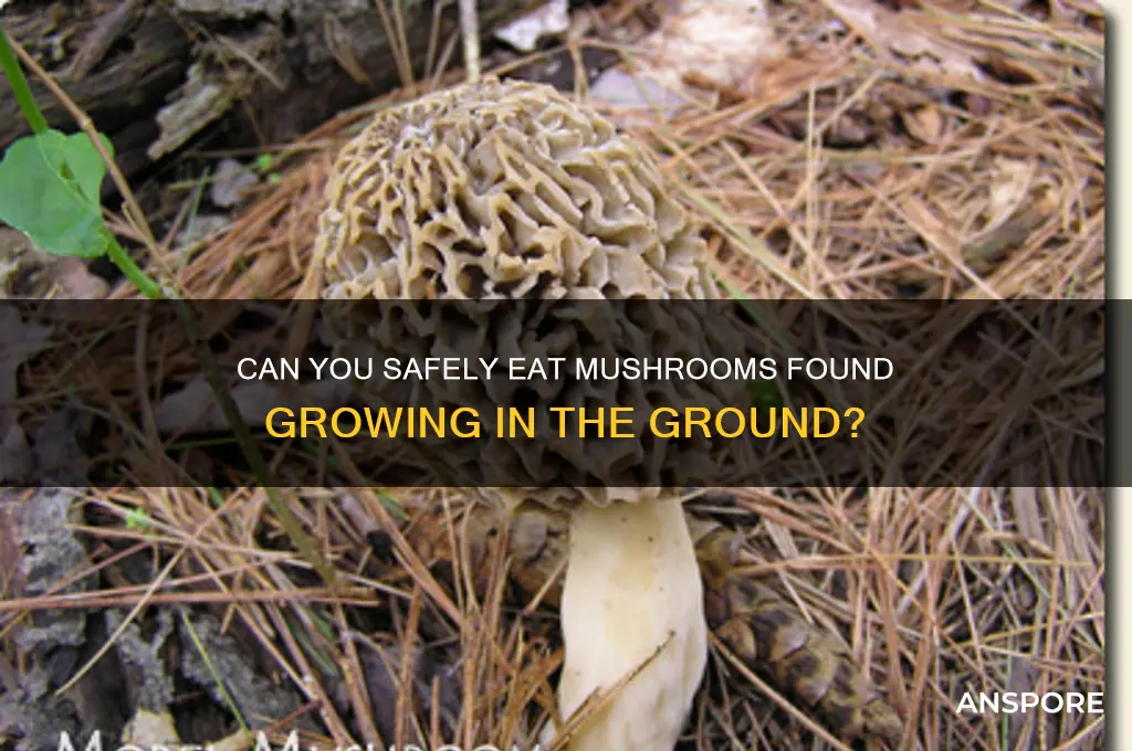 can you eat mushroom from the ground