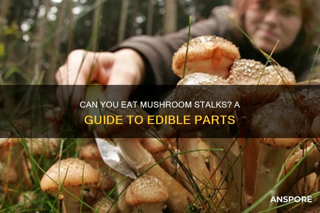 can you eat mushroom stalks