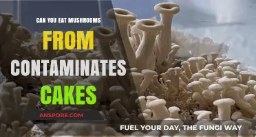 Are Contaminated Mushroom Cakes Safe to Eat? Risks Explained