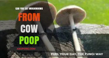 Can You Safely Eat Mushrooms Grown on Cow Manure?