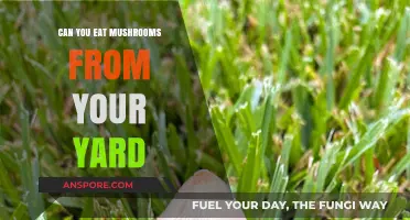 Can You Safely Eat Mushrooms Growing in Your Yard?