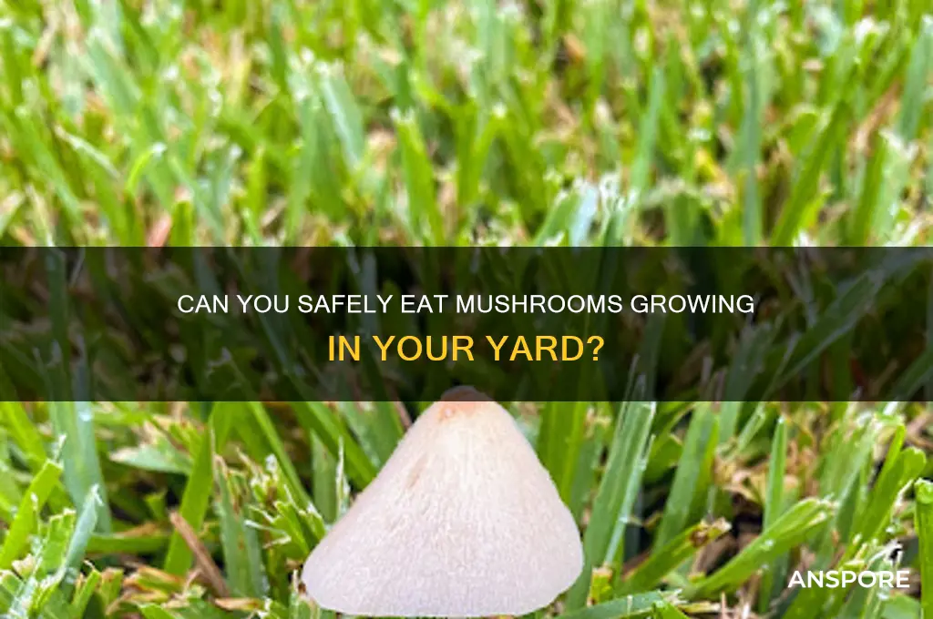 can you eat mushrooms from your yard