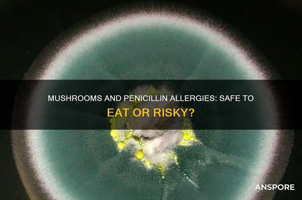 can you eat mushrooms if allergic to penicillin