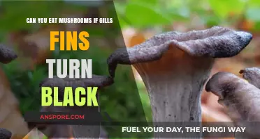 Black Gills on Mushrooms: Safe to Eat or Toxic?