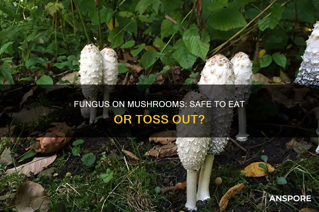 can you eat mushrooms once there is fungus on it