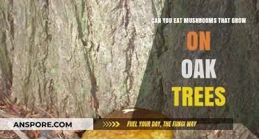 Are Oak Tree Mushrooms Edible? A Guide to Safe Foraging