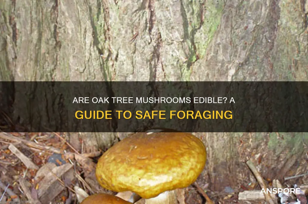 can you eat mushrooms that grow on oak trees