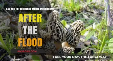 Post-Flood Nebraska Morel Mushrooms: Safe to Eat or Risky?