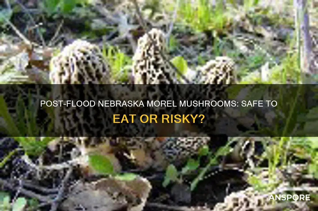 can you eat nebraska morel mushrooms after the flood