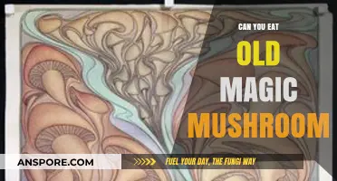 Are Old Magic Mushrooms Safe to Eat? Risks and Considerations