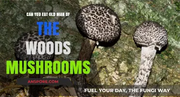 Can You Eat Old Man of the Woods Mushrooms? A Guide