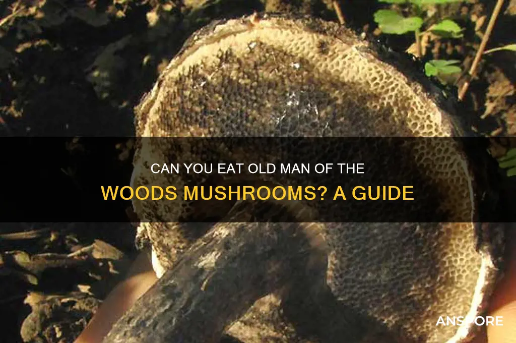 can you eat old man of the woods mushrooms