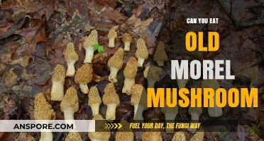 Are Old Morel Mushrooms Safe to Eat? A Guide