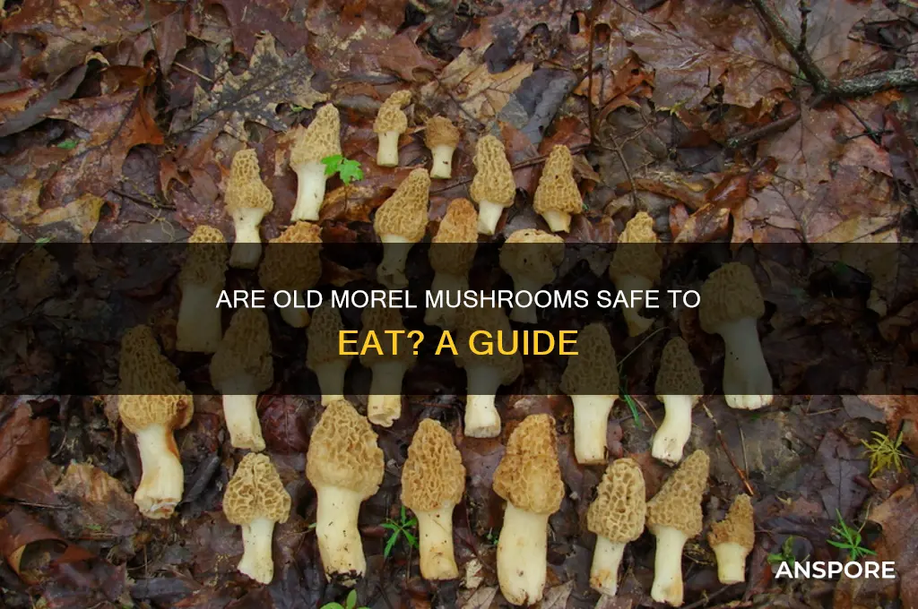 can you eat old morel mushrooms