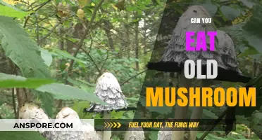 Are Old Mushrooms Safe to Eat? A Guide to Freshness and Risks