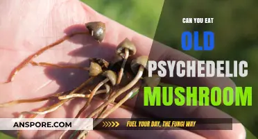 Are Old Psychedelic Mushrooms Safe to Eat? Risks Explained