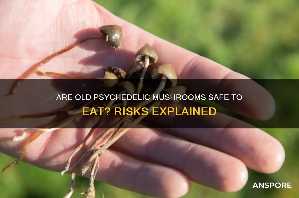 can you eat old psychedelic mushrooms