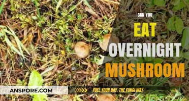 Overnight Mushrooms: Safe to Eat or Risky Business?