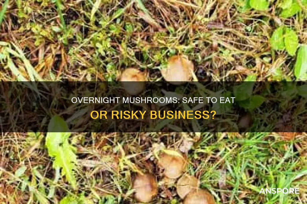 can you eat overnight mushroom