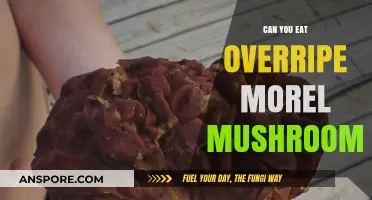 Overripe Morel Mushrooms: Safe to Eat or Toss?