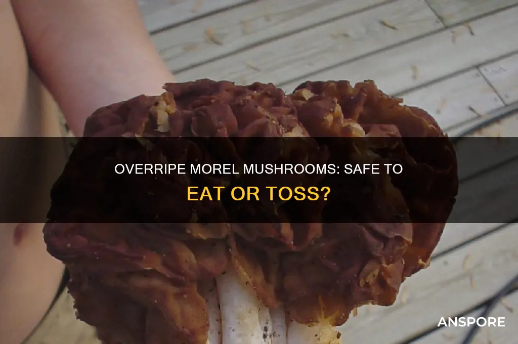 can you eat overripe morel mushrooms