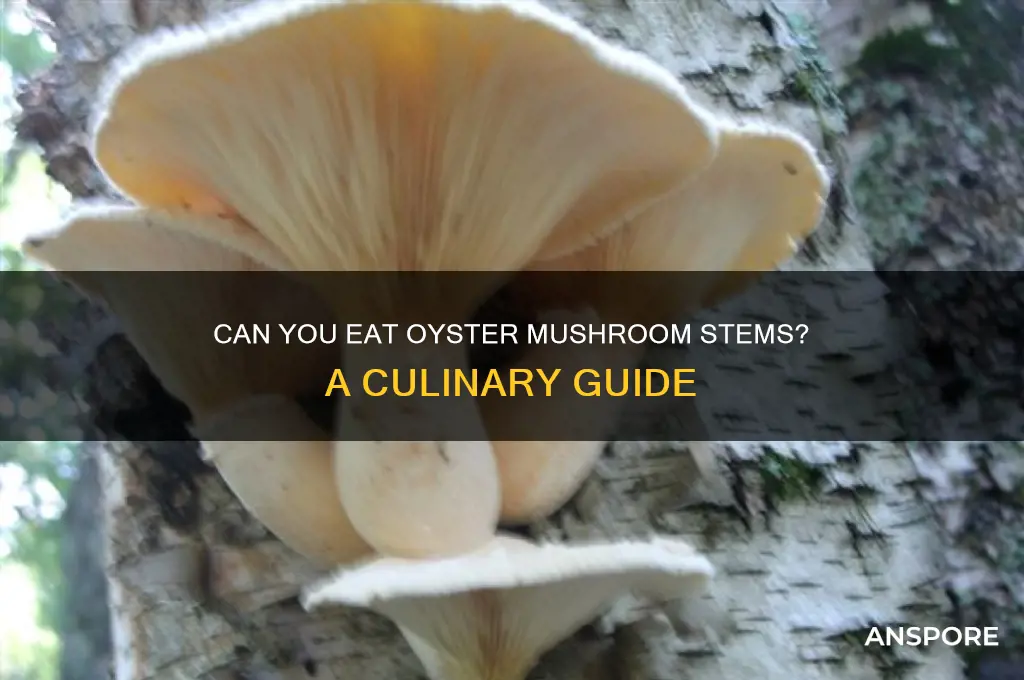 can you eat oyster mushroom stems