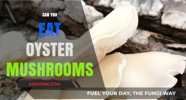 Can You Eat Oyster Mushrooms? A Tasty Guide to Safety and Benefits