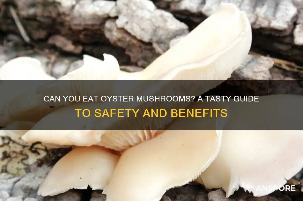 can you eat oyster mushrooms