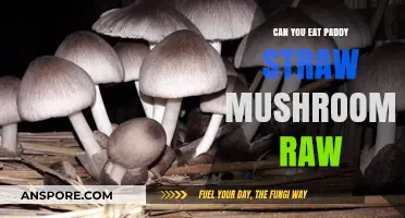 Can You Eat Paddy Straw Mushrooms Raw? Safety Tips Revealed